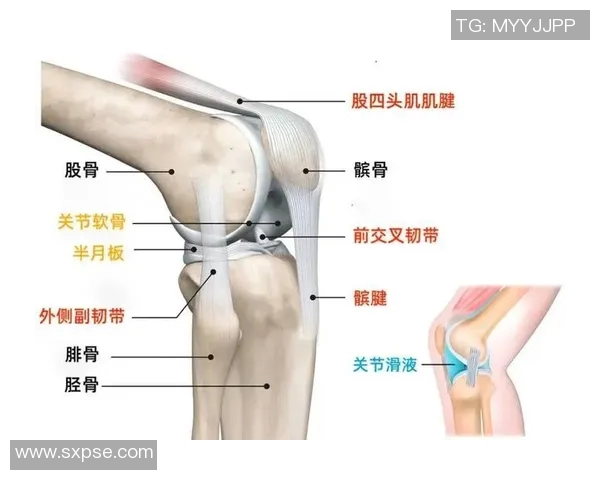 篮球明星护膝的选择与使用技巧助你提升运动表现和保护膝关节健康